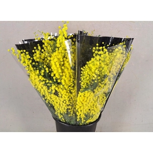 MIMOSA MIRANDOL 150G