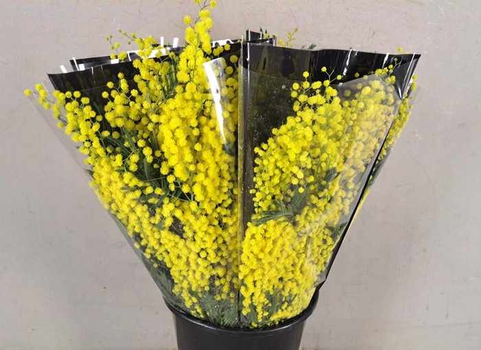 <h4>MIMOSA MIRANDOL 150G</h4>
