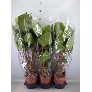 Homalomena rubescens 'Maggy'