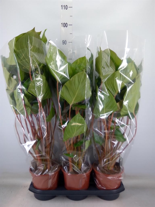 <h4>Homalomena rubescens 'Maggy'</h4>