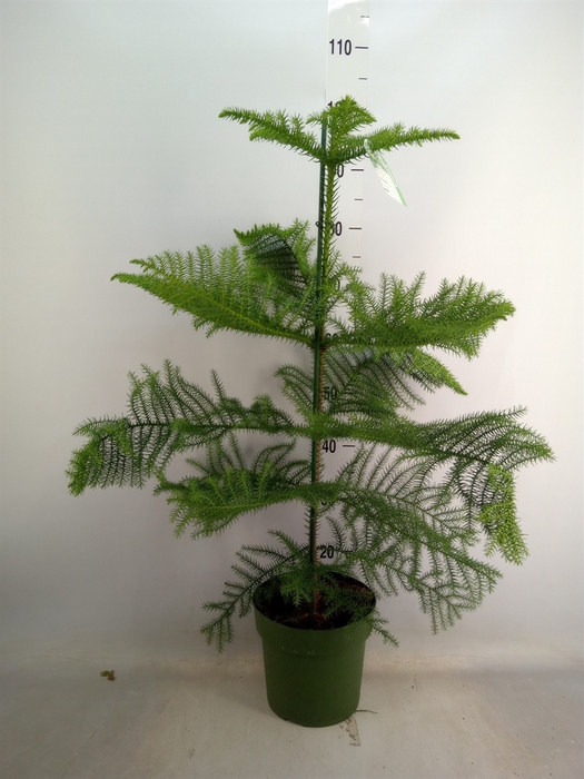 <h4>Araucaria heterophylla</h4>