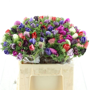 Anem Mistral Sr Mix Extra