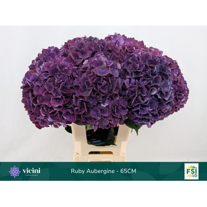 Hydrangea  'Magical Rubyred Lilac'