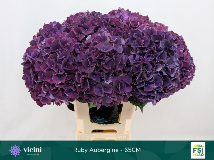 <h4>Hydrangea  'Magical Rubyred Lilac'</h4>