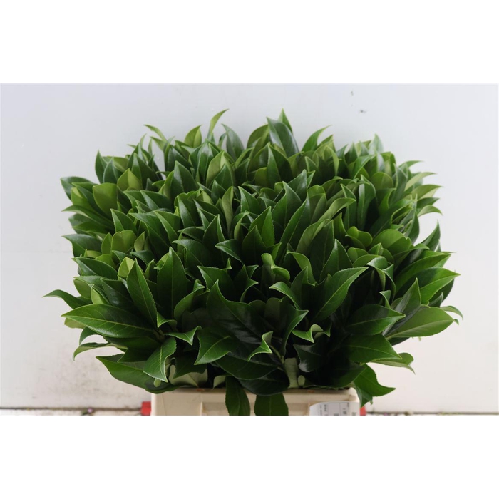 <h4>Laurier Kers Fijn Per Tak</h4>