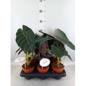 Alocasia   ...