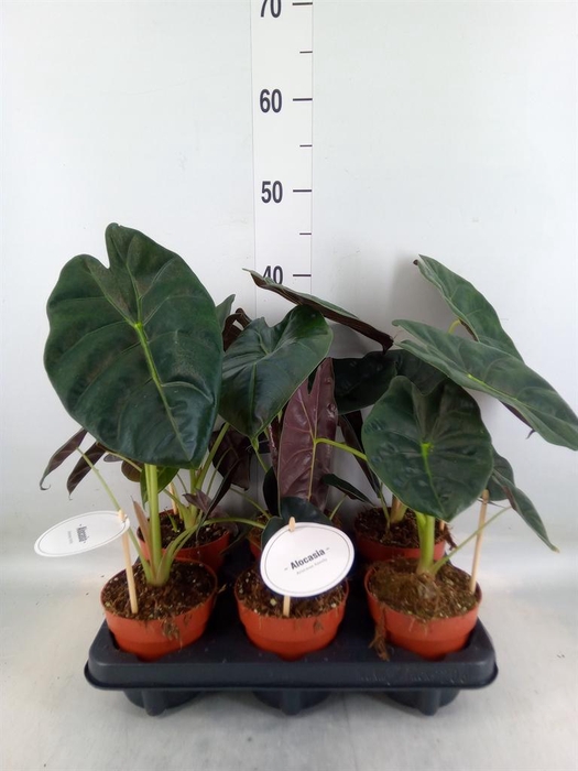 <h4>Alocasia   ...</h4>