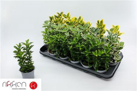 <h4>Euonymus Jap Gem</h4>