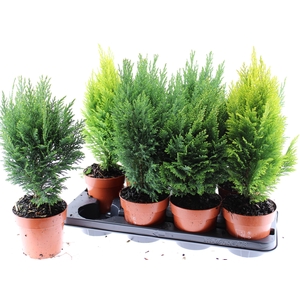 Conifers   ...mix