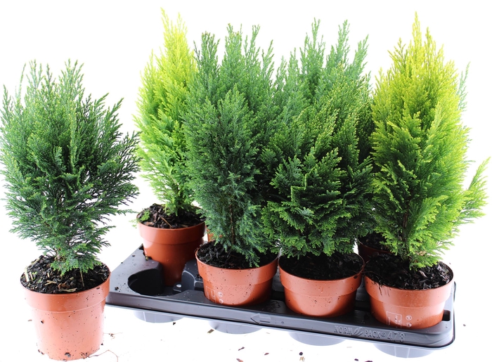 <h4>Conifers   ...mix</h4>