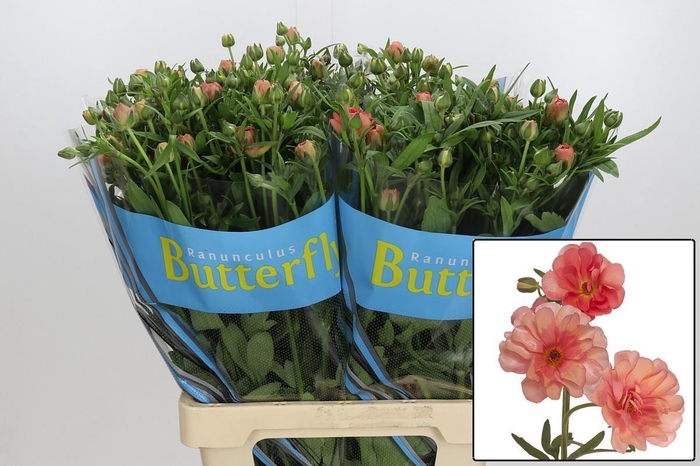 <h4>RAN BUTTERFLY ERIS</h4>