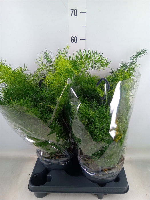 <h4>Asparagus dens. 'Sprengeri'</h4>