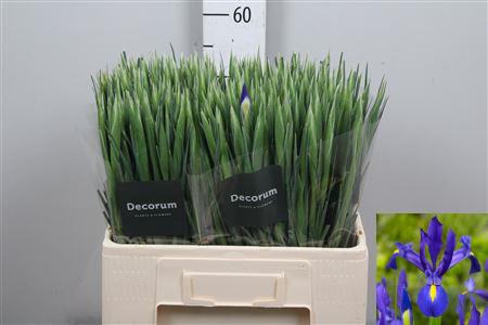 <h4>Iris Blue Magic</h4>
