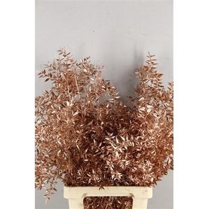 Df Ruscus 70cm Bs Copper