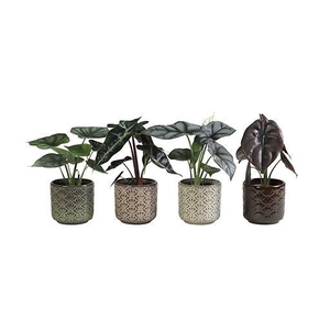 ALOCASIA MIX  P6 L 66039