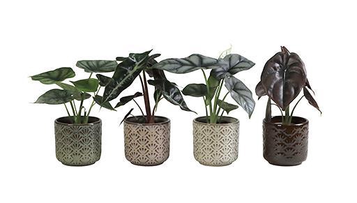 <h4>ALOCASIA MIX  P6 L 66039</h4>
