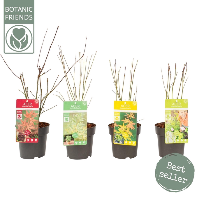 <h4>Acer palmatum</h4>