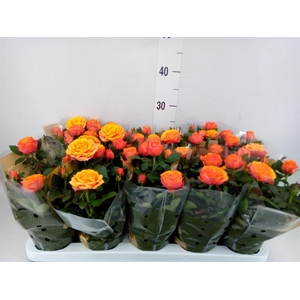 Rosa 'Firebird Kordana Grande'