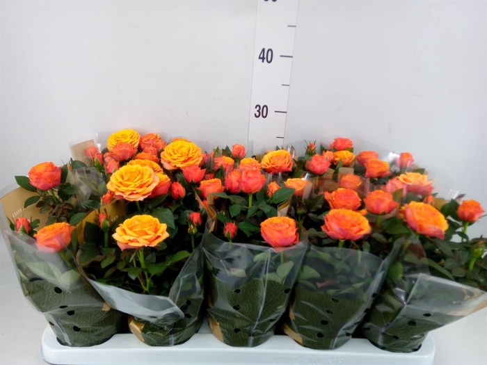 <h4>Rosa  'Firebird Kordana Grande'</h4>