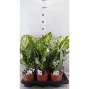 Dieffenbachia  'Mars'