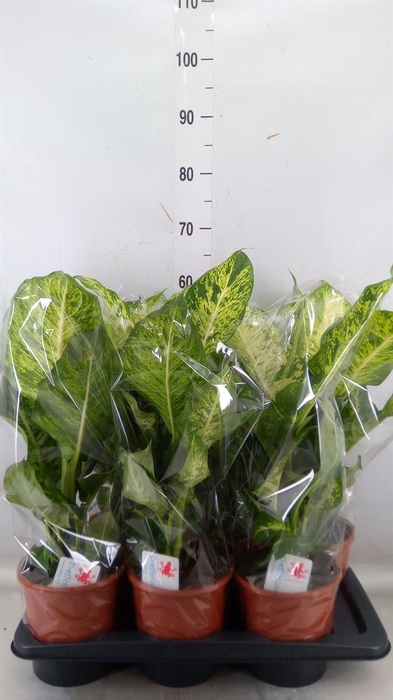 <h4>Dieffenbachia  'Mars'</h4>