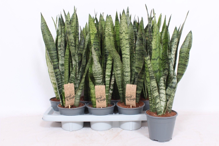 <h4>Sansevieria zeylanica XL</h4>