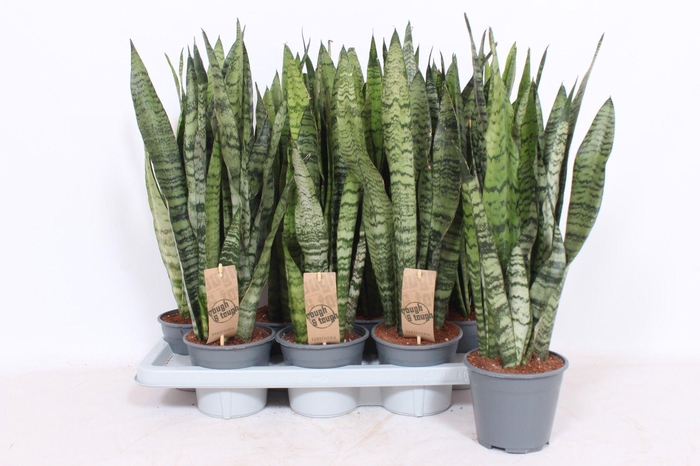 <h4>Sansevieria zeylanica XL</h4>