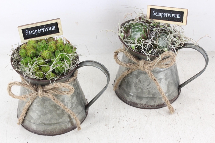 <h4>arr4 Semp JS - Zink kannetje green 338/6</h4>