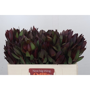 Leucadendron Saf Sunset Dark Red