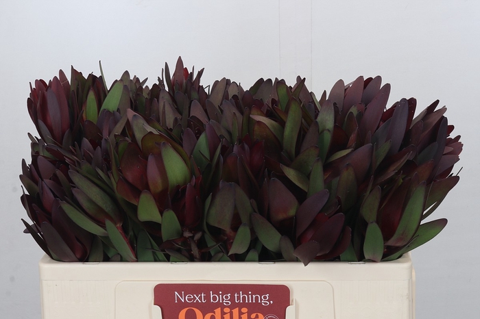 <h4>Leucadendron Saf Sunset Dark Red</h4>