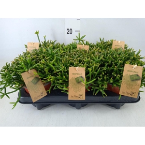 Rhipsalis burchellii