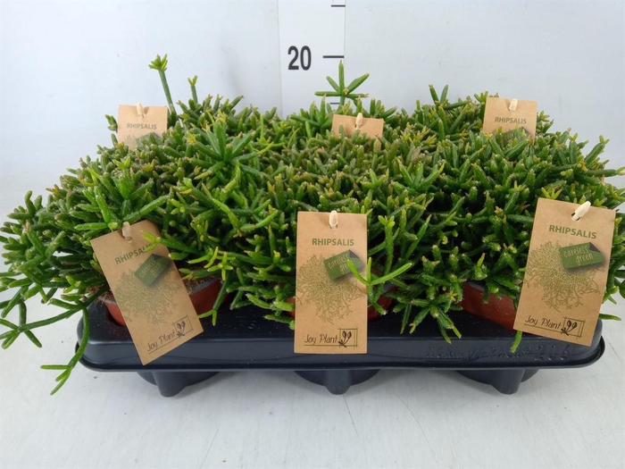 <h4>Rhipsalis burchellii</h4>