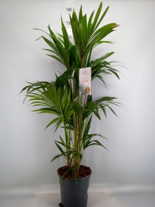 <h4>Howea forsteriana</h4>