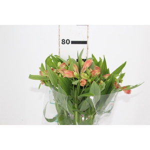 ALSTROEMERIA TROPICANA 080 CM