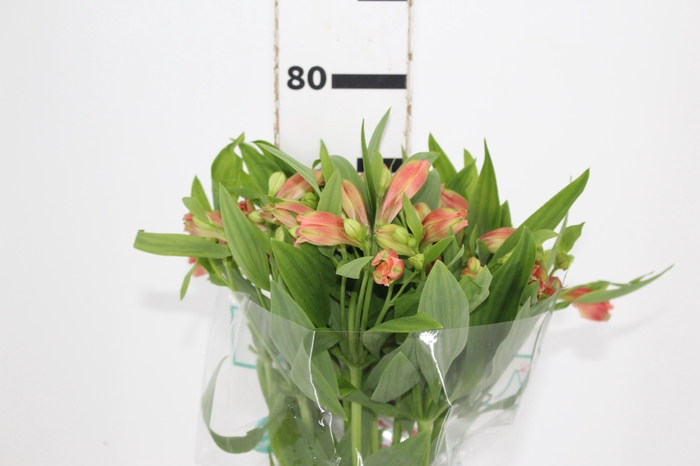 <h4>ALSTROEMERIA TROPICANA 080 CM</h4>