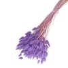 Droogbloem Lagurus 65cm 100g
