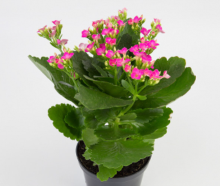 <h4>KALANCHOE P11 ROSA</h4>