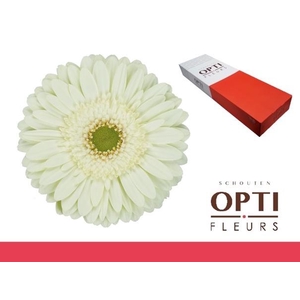 Gerbera Mint Doos