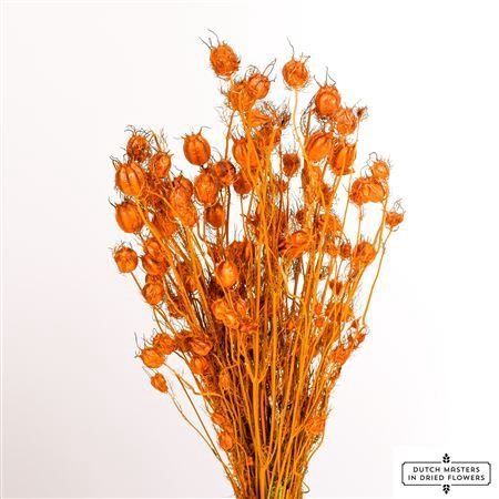 <h4>Dried Nigella Orange Bunch</h4>