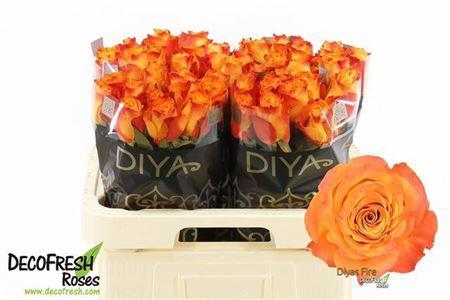 <h4>R Gr Diyas Fire</h4>