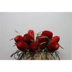 Banksia Speciosa Red