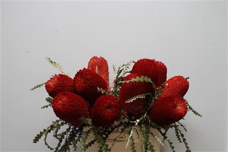 <h4>Banksia Speciosa Red</h4>