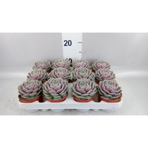 Echeveria   ...