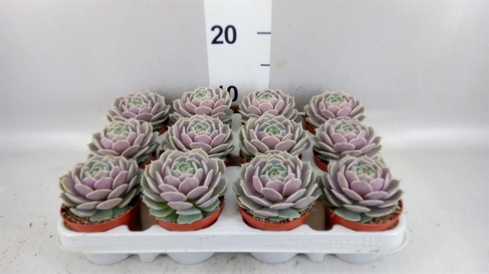 <h4>Echeveria   ...</h4>