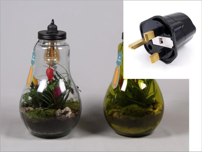 <h4>Glas Terrarium helder XXL Bromelia met verlichting en Engelse stekker</h4>
