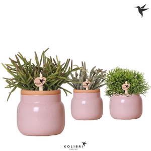 Kolibri Greens Rhipsalis mix in Vintage Bowl pot pink