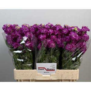 MATTH STOX DEEP ROSE