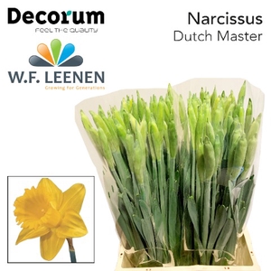 Narcissus Dutch Master 566