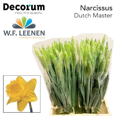 <h4>Narcissus Dutch Master Big Box 300</h4>