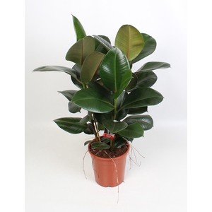 Ficus elastica Robusta toef 21 cm